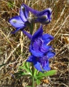 sm 544 Coast Delphinium